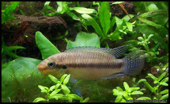 subocellatus