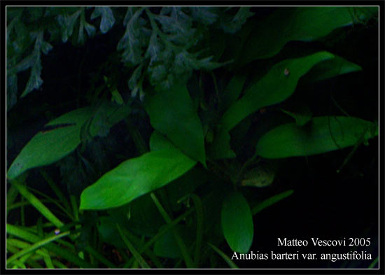 Anubias_angustifolia