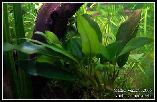 Anubias_angustifolia2