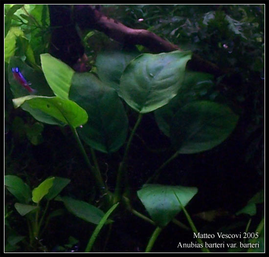 Anubias_barteri