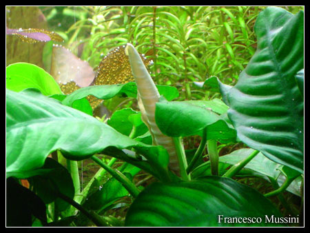 Anubias_barteri_coffeefolia