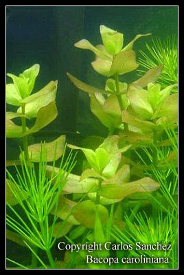 Bacopa_caroliniana