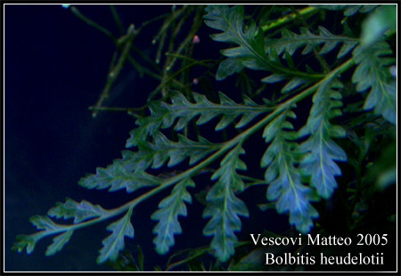 Bolbitis_heudelotii