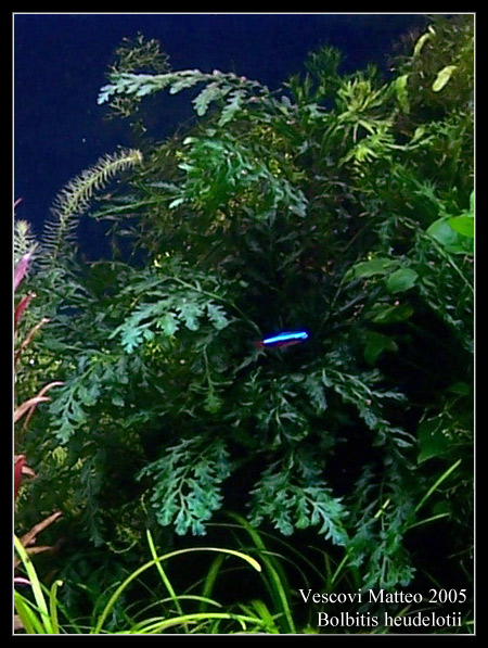 Bolbitis_heudelotii_2