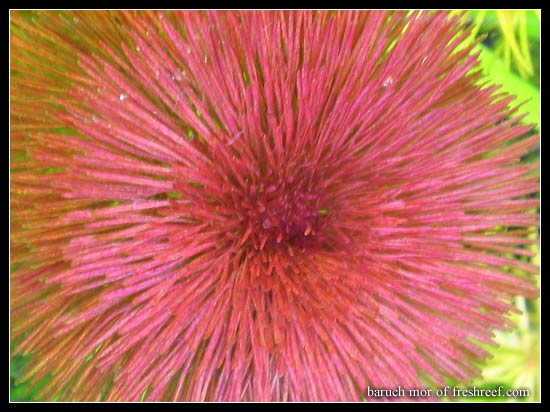 Cabomba_furcata
