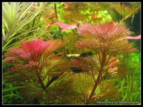 Cabomba_furcata2