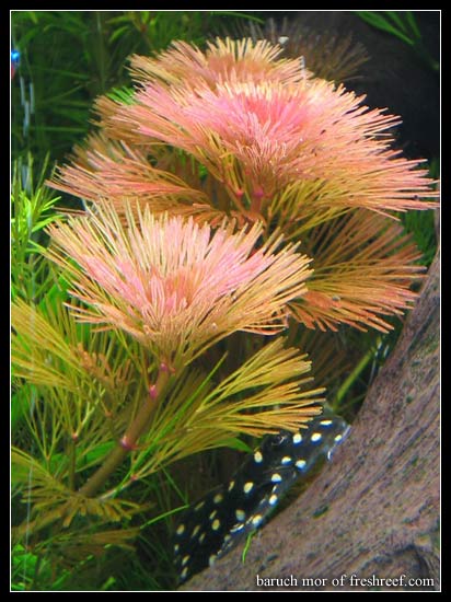 Cabomba_furcata3