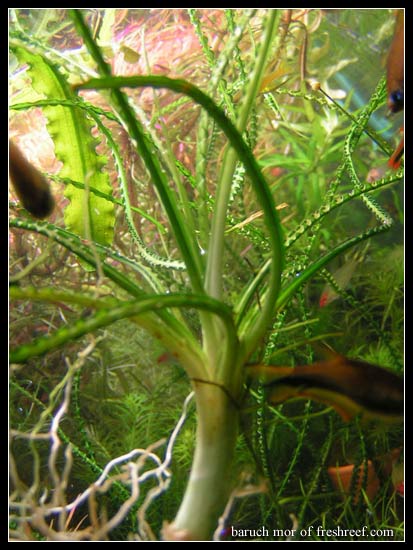 Crinum-natans