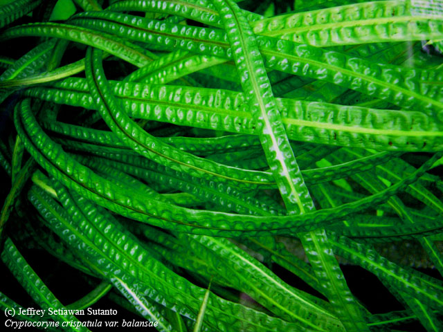 Cryptocoryne_crispatula_Balansae