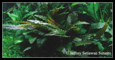 Cryptocoryne_wendtii_Tropic