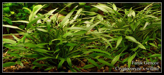 Cryptocoryne_willisii