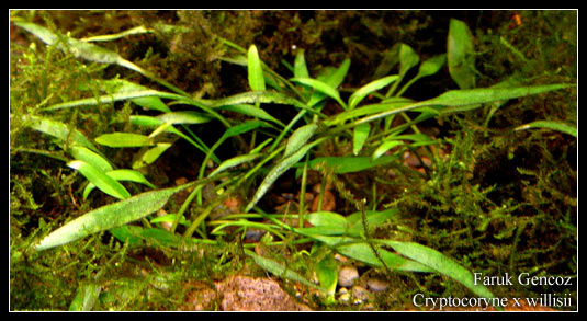 Cryptocoryne_willisii2
