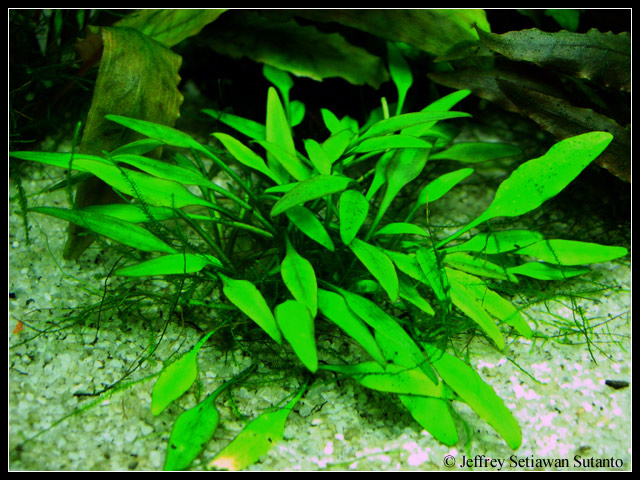 Cryptocoryne_willisii3