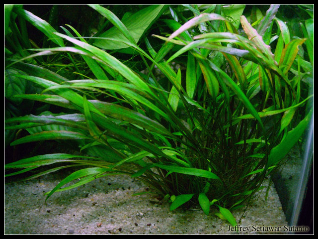 Cryptocoryne_willisii_luce2