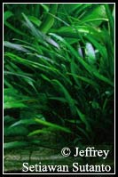 Cryptocoryne_willisii_lucen