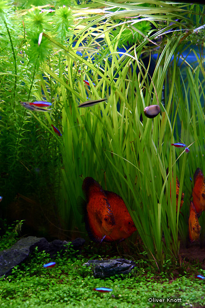 Cyperus