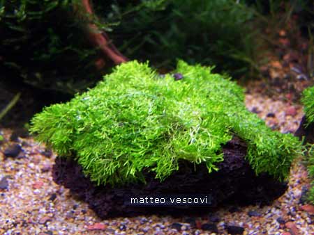 Dwarf