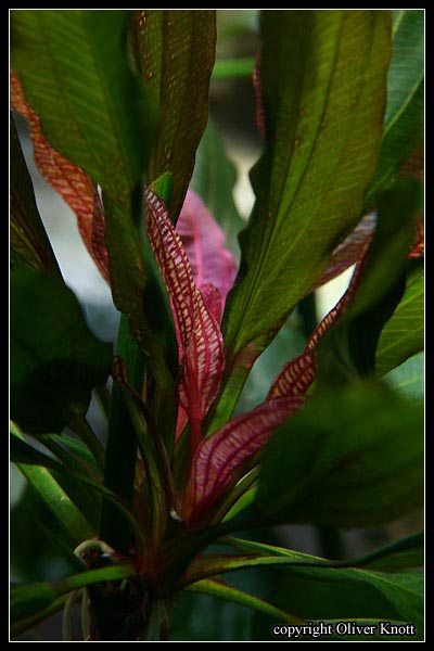 EchinodorusRedSpecial2