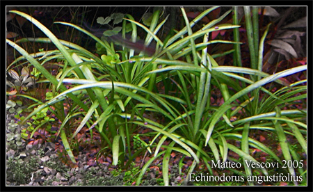 Echinodorus_angustifolius