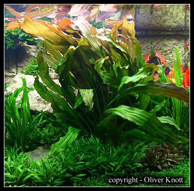 Echinodorus_rubin
