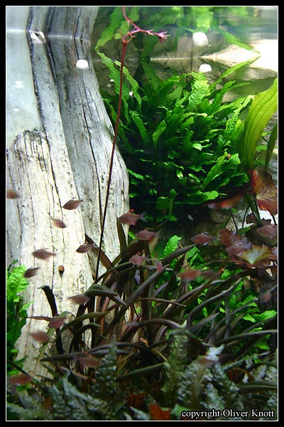 EchinodorusrubinNarrow
