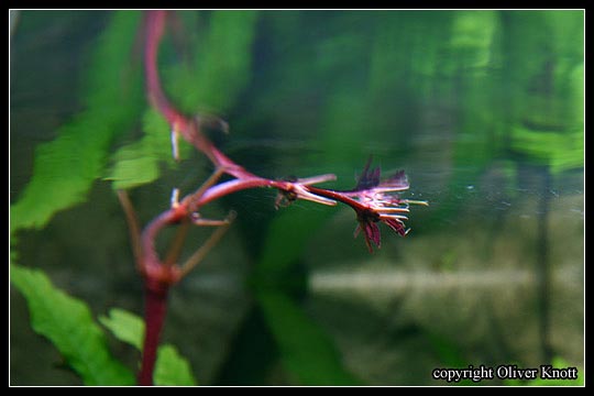 EchinodorusrubinNarrow2