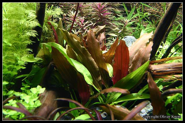 EchinodrusRedDiamond
