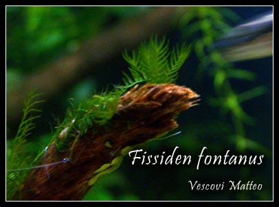 Fissiden_fontanus3