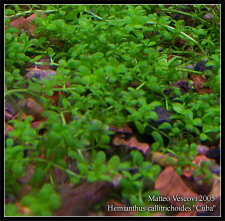 Hemianthus_callitrichoides