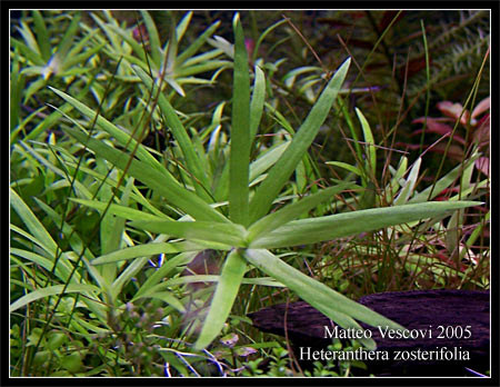 Heteranthera_zosterifolia2