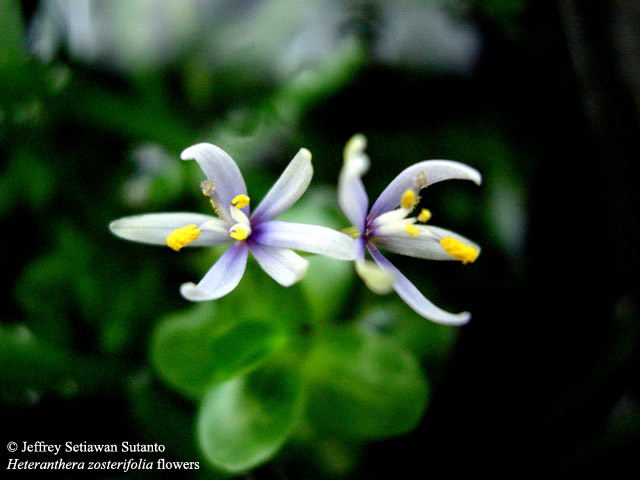 Heteranthera_zosterifolia3