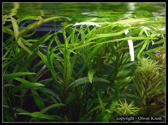 Hygrophila_corymbosa_Aroma