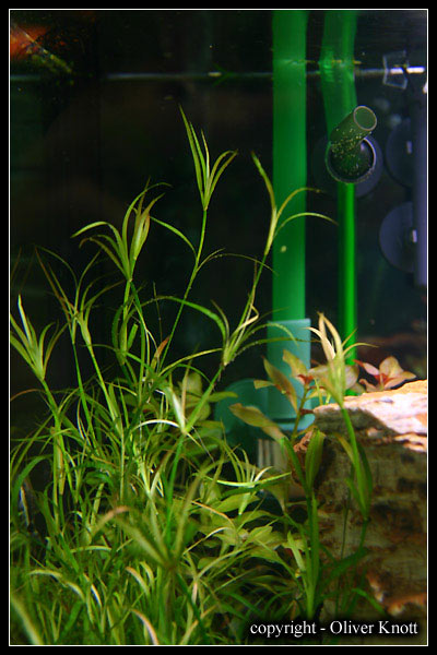 Juncus-repens