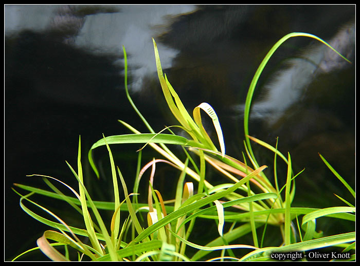 Juncus-repens2