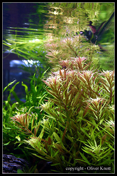 Limnophila-aromatica
