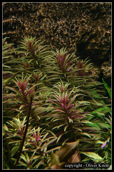 Limnophila-aromatica2