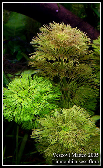 Limnophila_sessiflora2