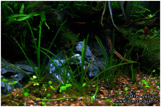 Littorella