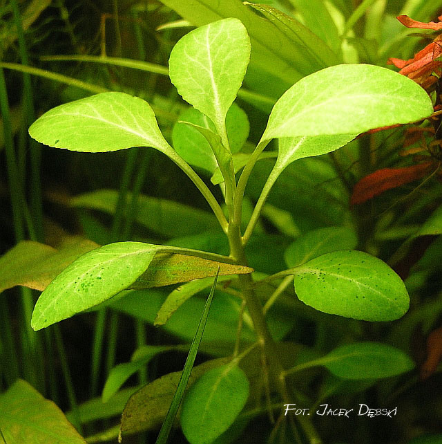 Lobelia_cardinalis3