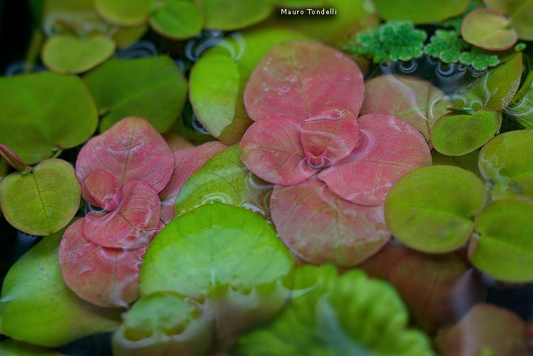 Ludwigia-h