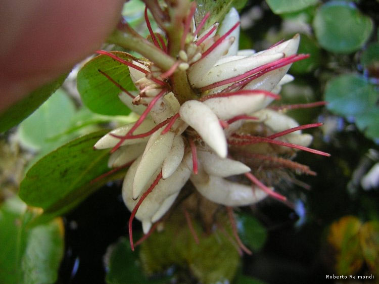 Ludwigia-h2