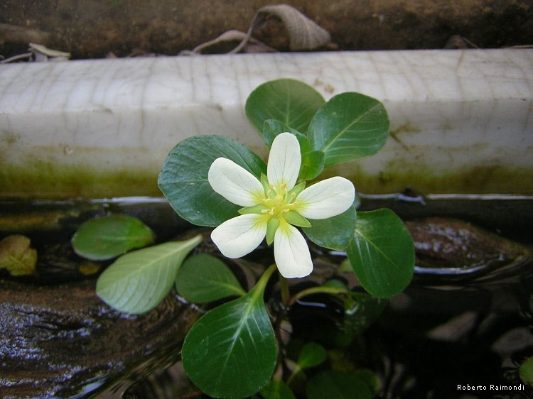 Ludwigia-h3