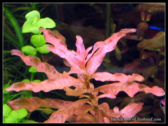 Ludwigia_inclinata