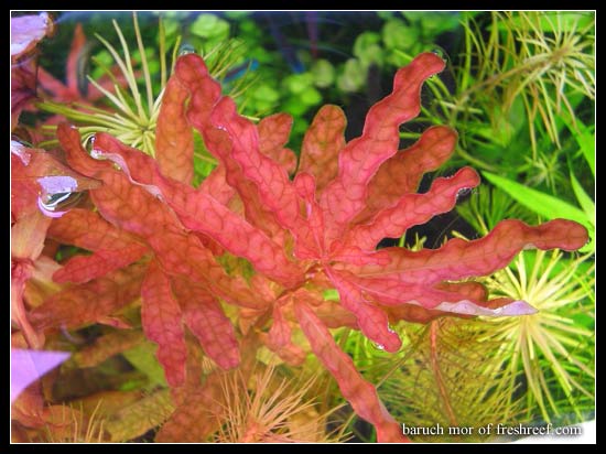 Ludwigia_inclinata2