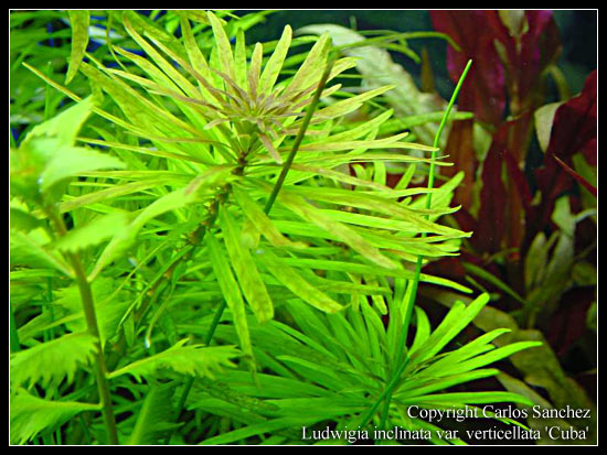 Ludwigia_inclinata_cuba