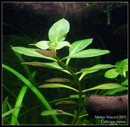 Ludwigia_repens