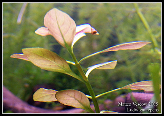 Ludwigia_repens2