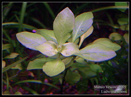 Ludwigia_repens3