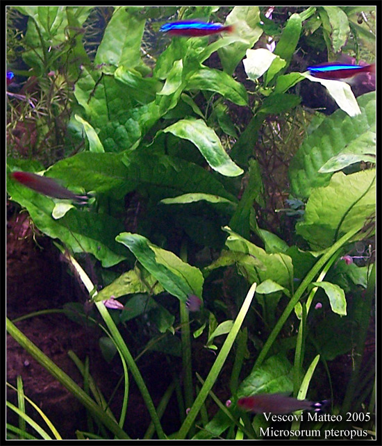 Microsorum_pteropus