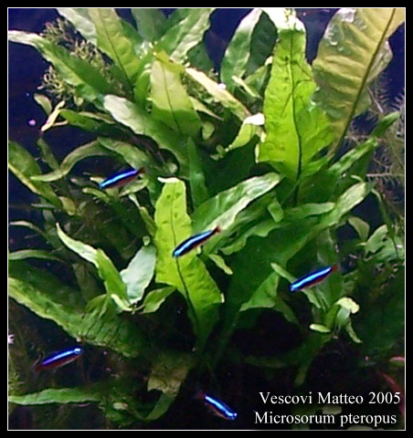 Microsorum_pteropus2